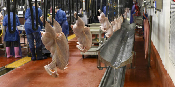 The Center for Scalable and Intelligent Automation in Poultry Processing
