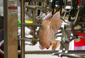 The Center for Scalable and Intelligent Automation in Poultry Processing