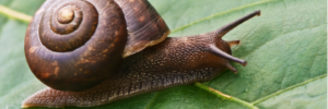 snail