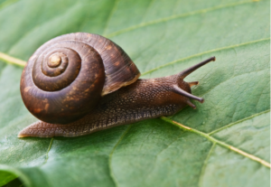 snail