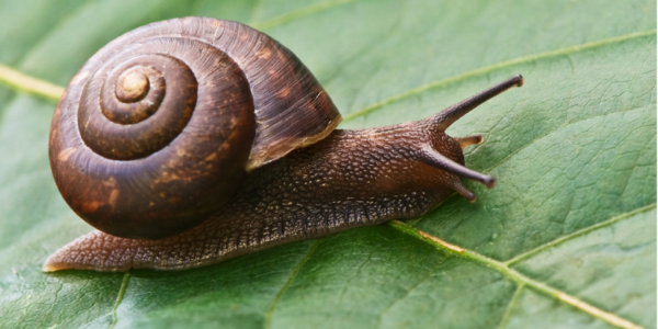 snail