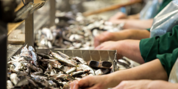 Workers in protective clothing processing fish on a conveyor belt at a seafood production facility.