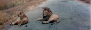 Two lions, one with a mane, lying on a paved road with grassland and trees in the background.